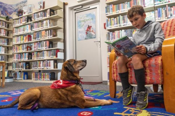 child reading a book with a dog sitting