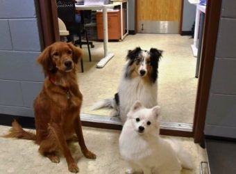 three dogs at the doorway