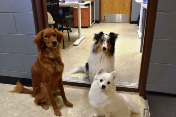three dogs at the doorway